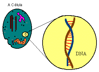 (figure 19) -- The Cell and DNA